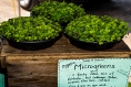 Food Highlight: Microgreens